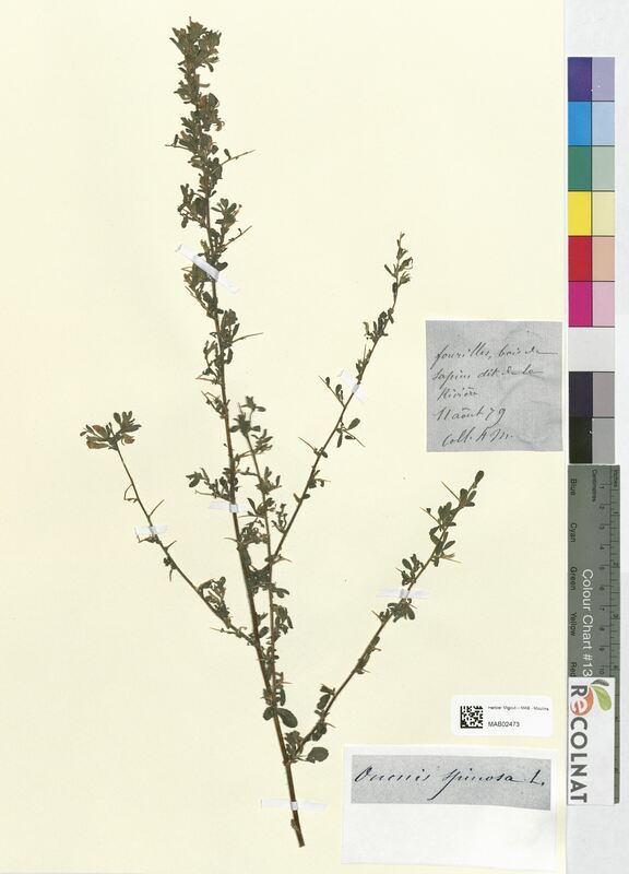 Ononis spinosa (Fabaceae)