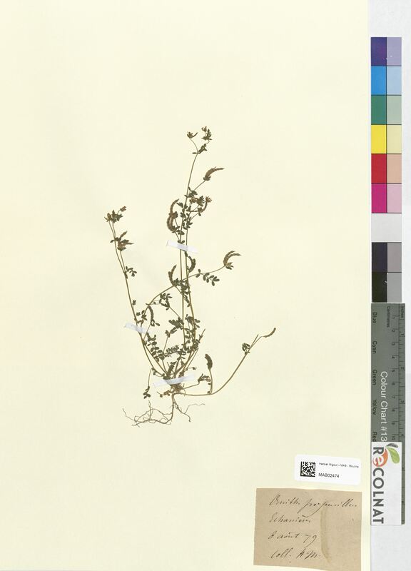 Ornithopus perpusillus (Fabaceae)