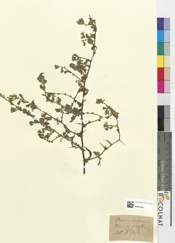 Ononis arvensis (Fabaceae)