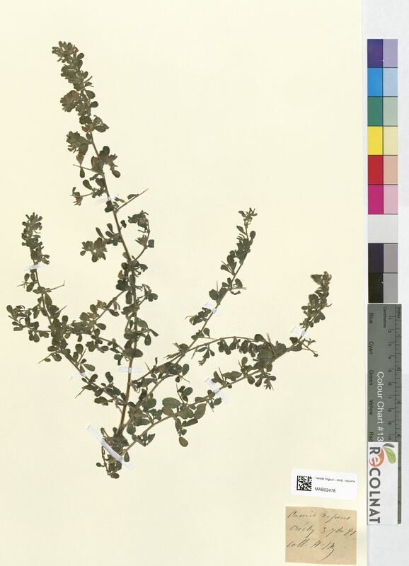 Ononis repens (Fabaceae)