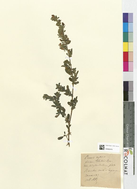 Ononis repens (Fabaceae)