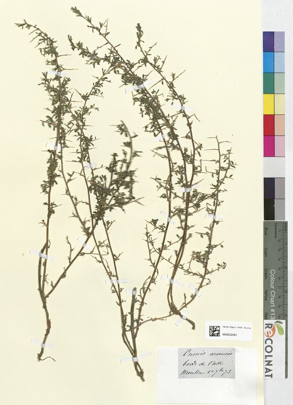 Ononis arvensis (Fabaceae)