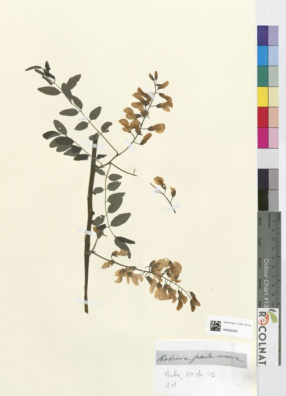Robinia pseudo-acacia (Fabaceae)
