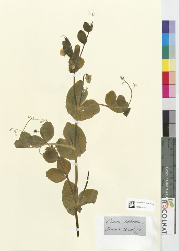 Pisum sativum (Fabaceae)