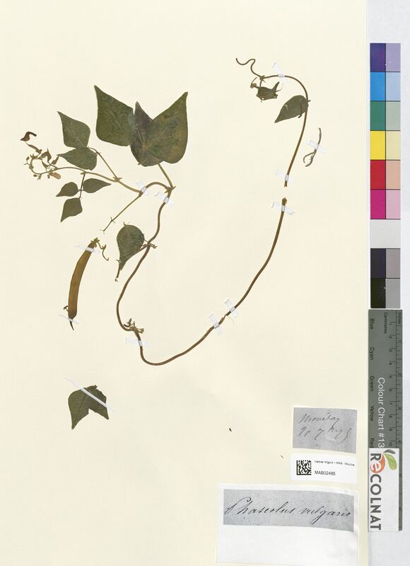 Phaseolus vulgaris (Fabaceae)