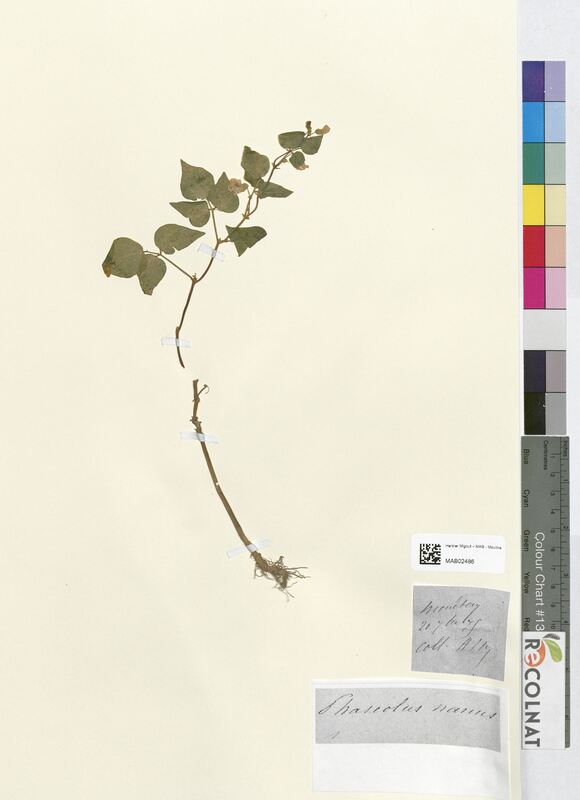 Phaseolus nanus (Fabaceae)