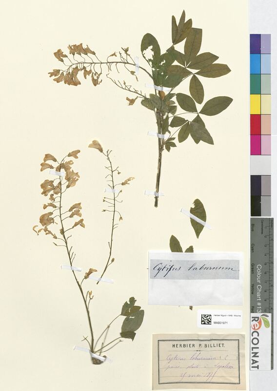 Cytisus laburnum (Fabaceae)