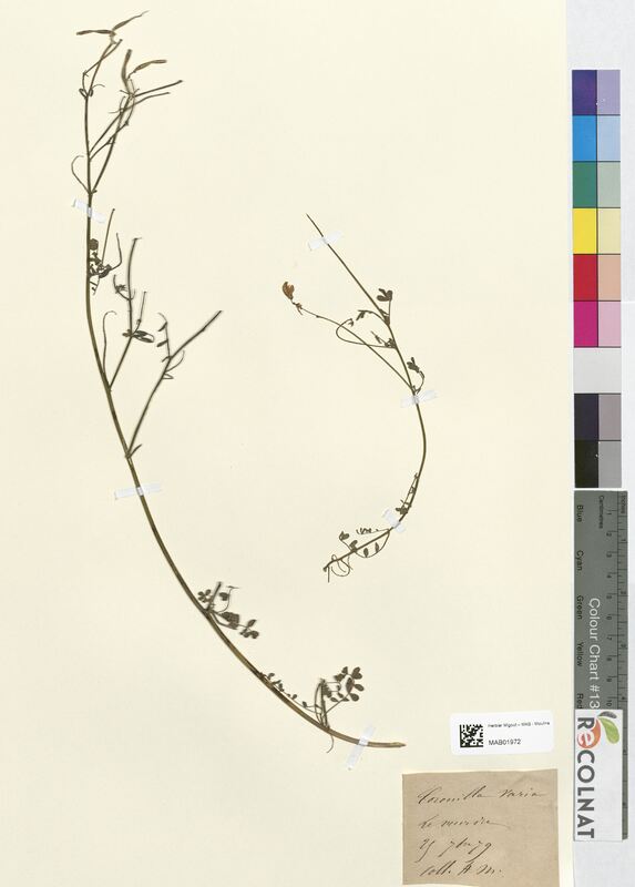 Coronilla varia (Fabaceae)