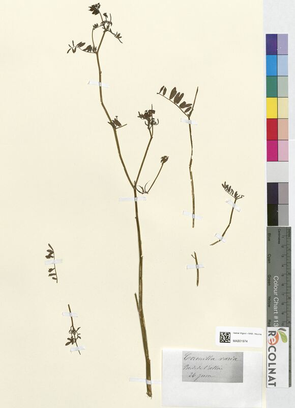 Coronilla varia (Fabaceae)