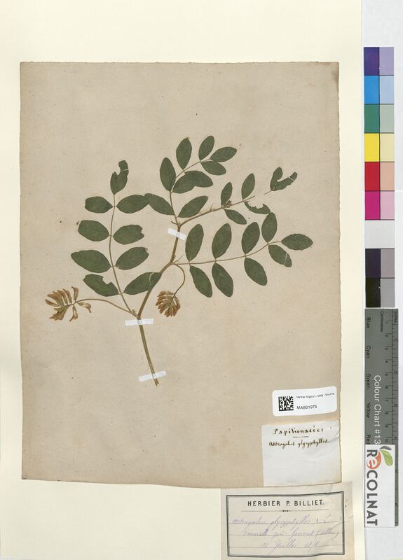 Astragalus glycyphyllos (Fabaceae)