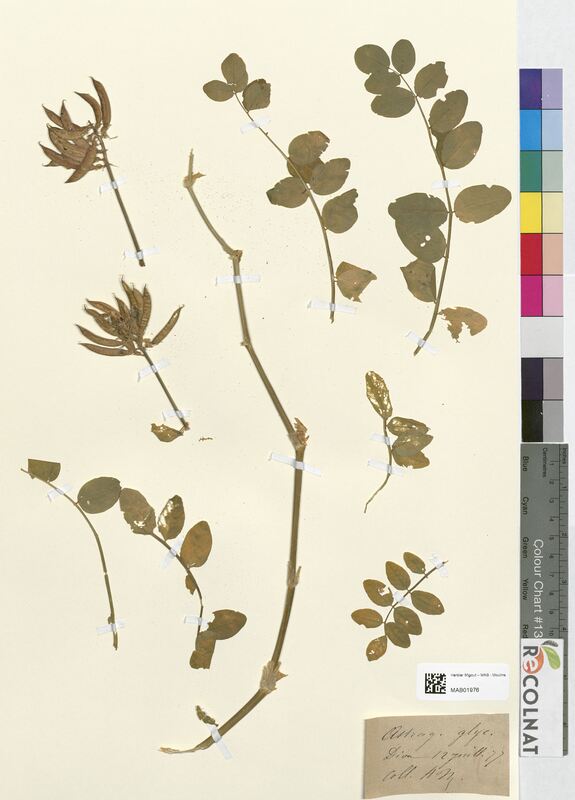 Astragalus glycyphyllos (Fabaceae)