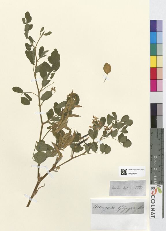 Astragalus glycyphyllos (Fabaceae)