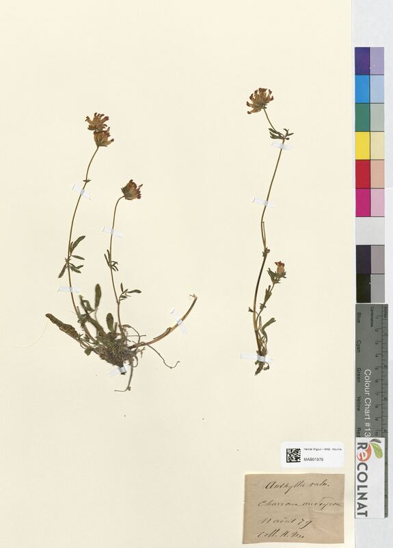 Anthyllis vulneraria (Fabaceae)