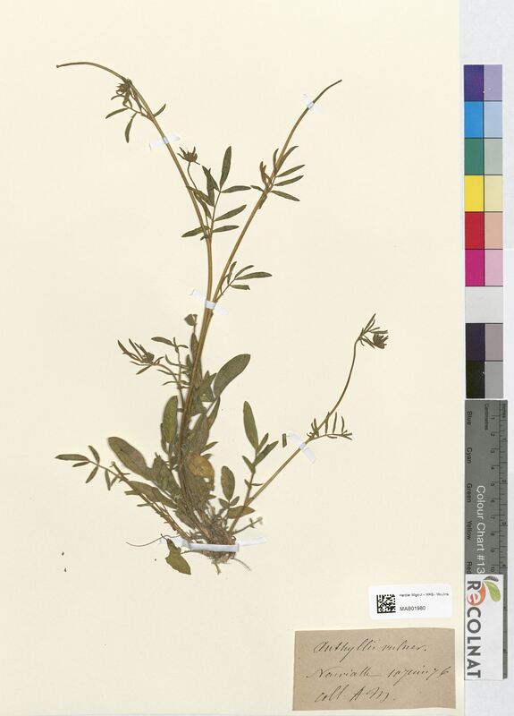 Anthyllis vulneraria (Fabaceae)