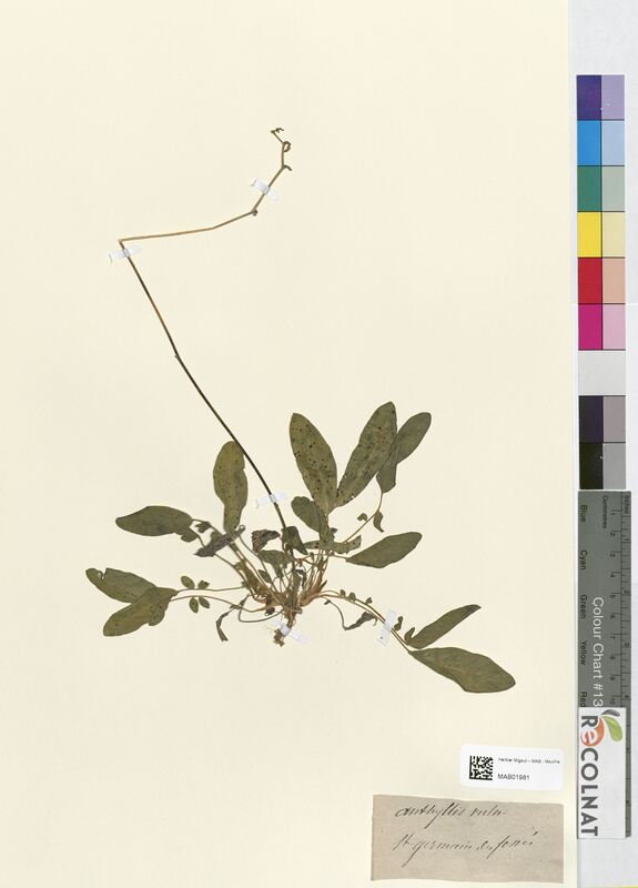 Anthyllis vulneraria (Fabaceae)