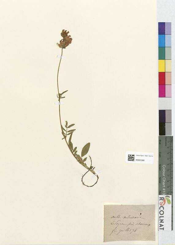 Anthyllis vulneraria (Fabaceae)