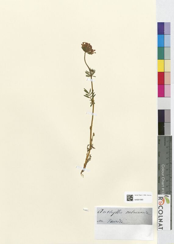 Anthyllis vulneraria (Fabaceae)