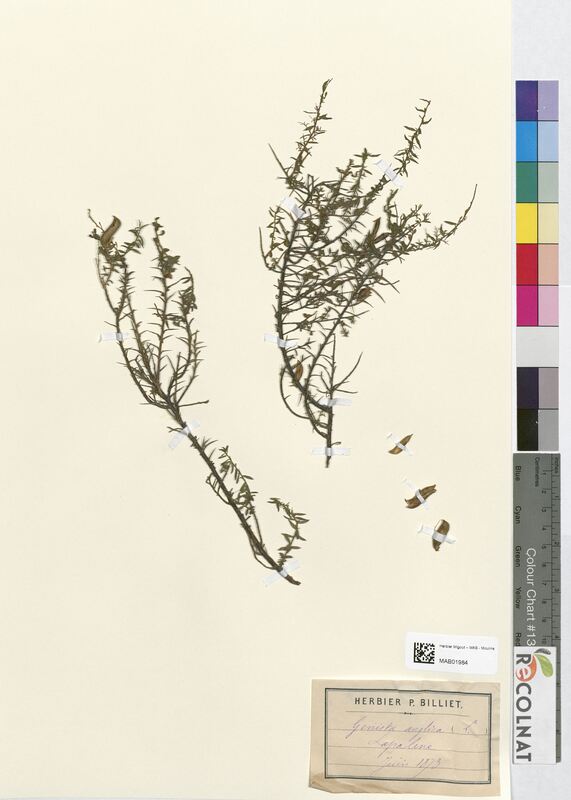 Genista anglica (Fabaceae)