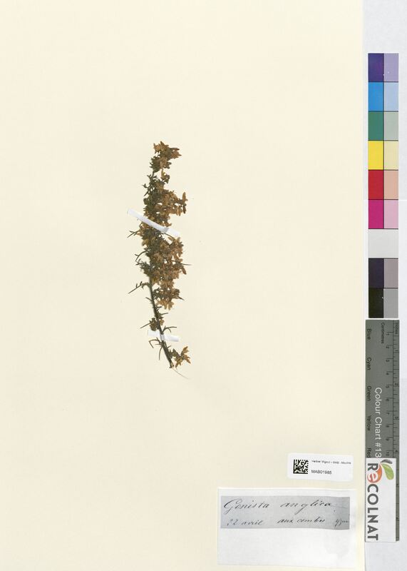 Genista anglica (Fabaceae)