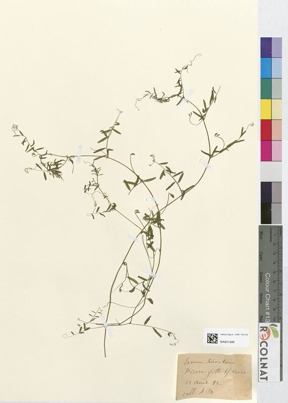 Ervum hirsutum (Fabaceae)