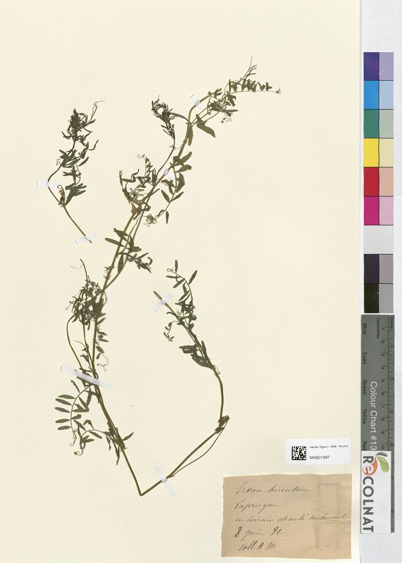 Ervum hirsutum (Fabaceae)