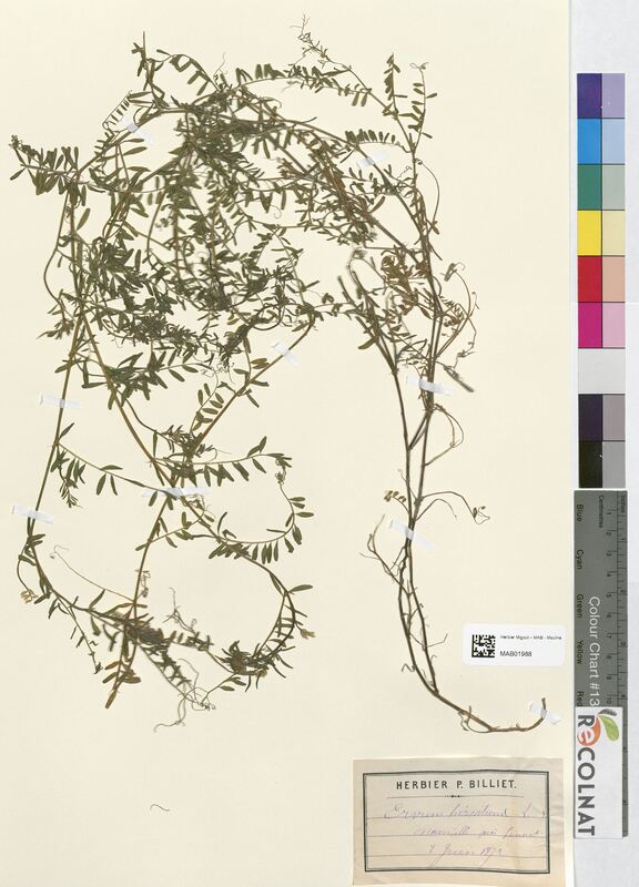 Ervum hirsutum (Fabaceae)