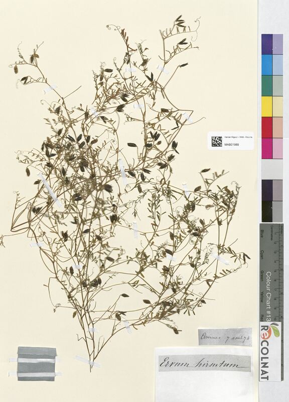 Ervum hirsutum (Fabaceae)