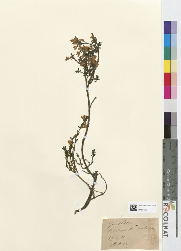 Genista pilosa (Fabaceae)