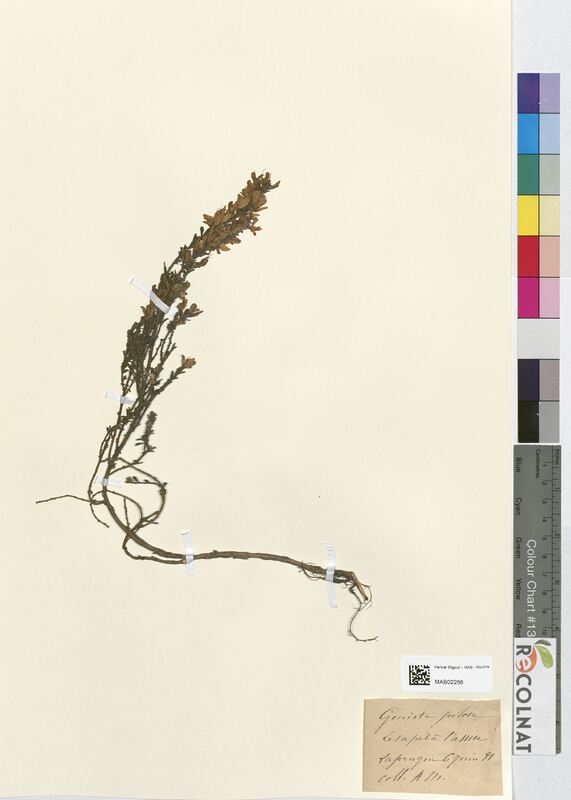 Genista pilosa (Fabaceae)