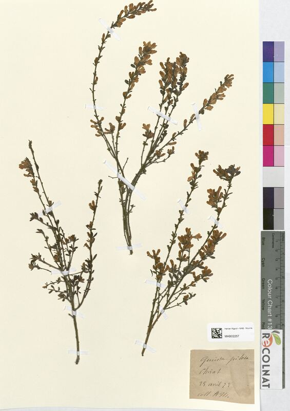 Genista pilosa (Fabaceae)