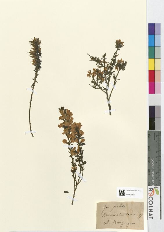 Genista pilosa (Fabaceae)