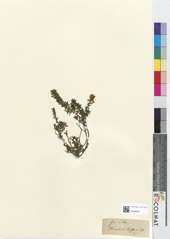 Genista pilosa (Fabaceae)