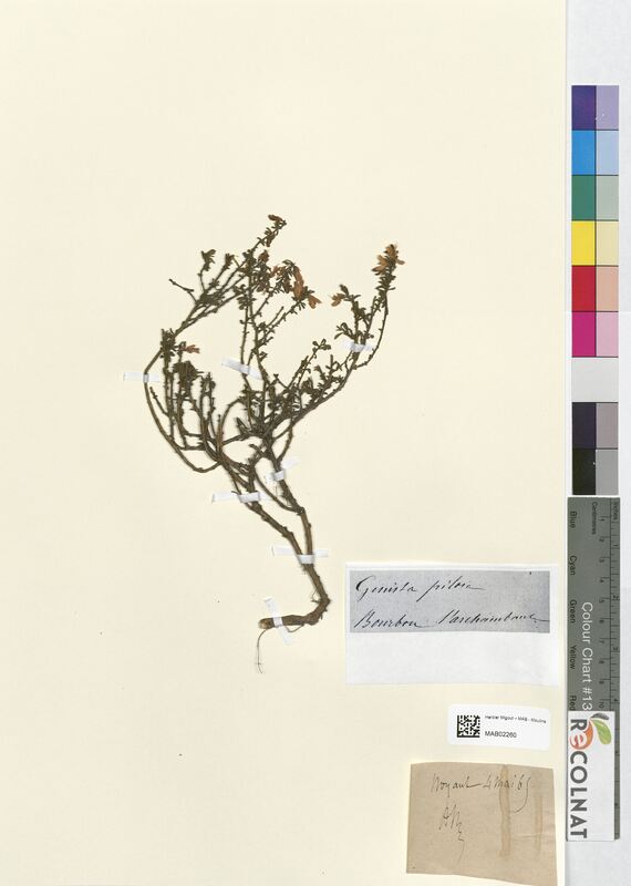 Genista pilosa (Fabaceae)