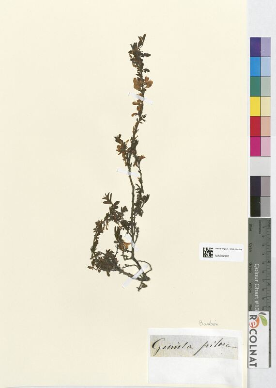 Genista pilosa (Fabaceae)