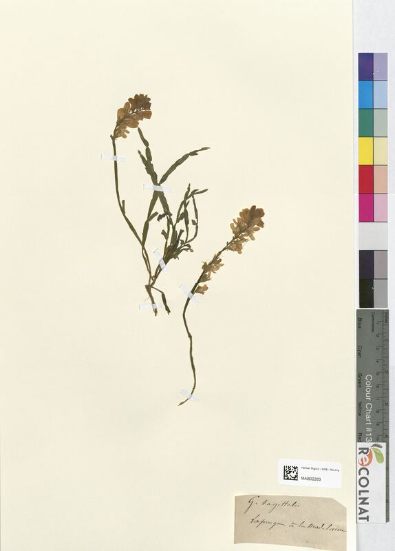 Genista sagittalis (Fabaceae)