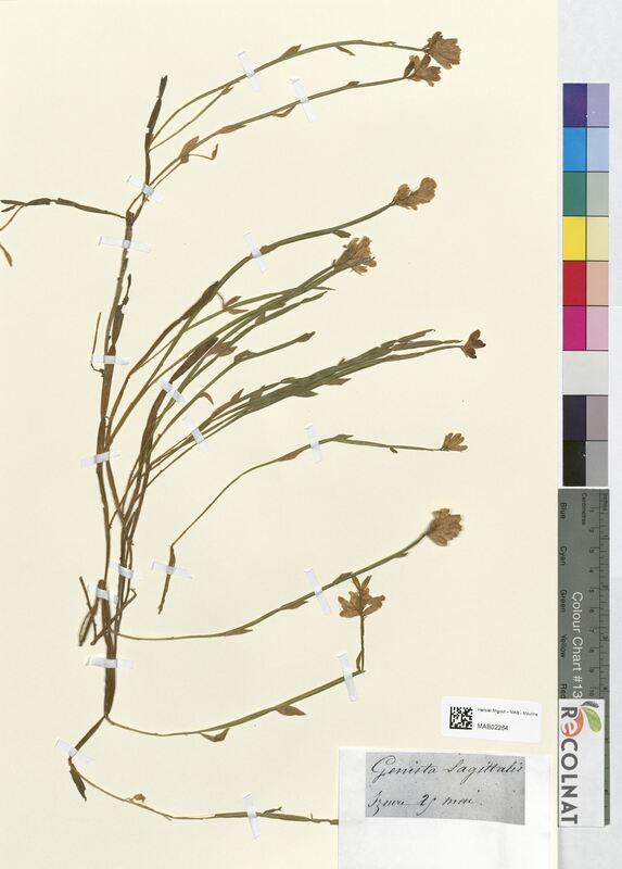 Genista sagittalis (Fabaceae)