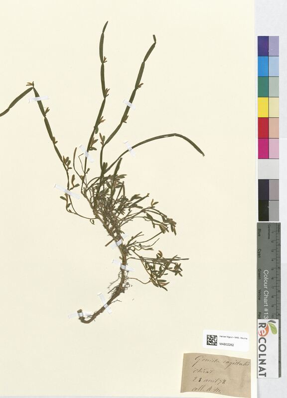 Genista sagittalis (Fabaceae)