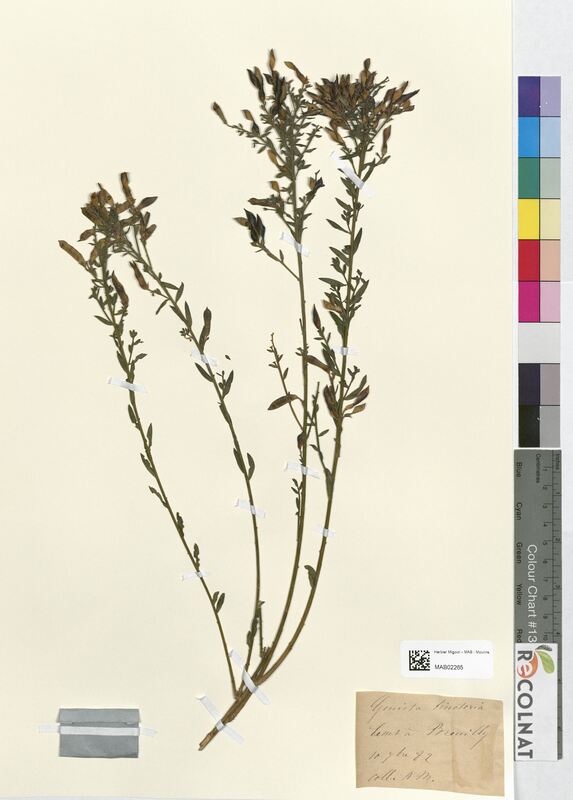 Genista tinctoria (Fabaceae)