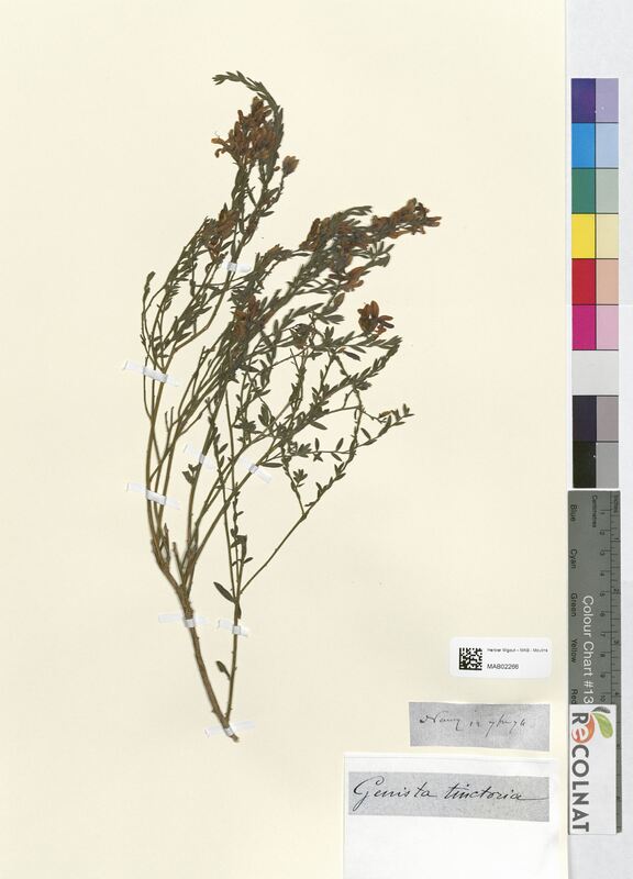 Genista tinctoria (Fabaceae)