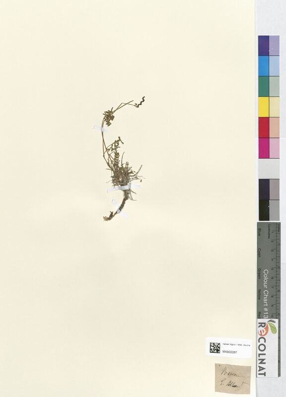 Hippocrepis comosa (Fabaceae)