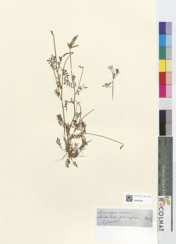 Hippocrepis comosa (Fabaceae)