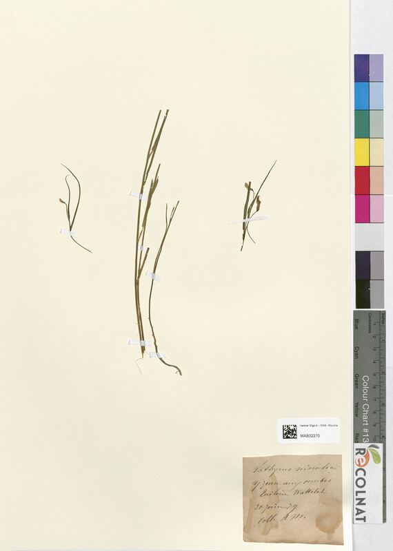 Lathyrus nissolia (Fabaceae)