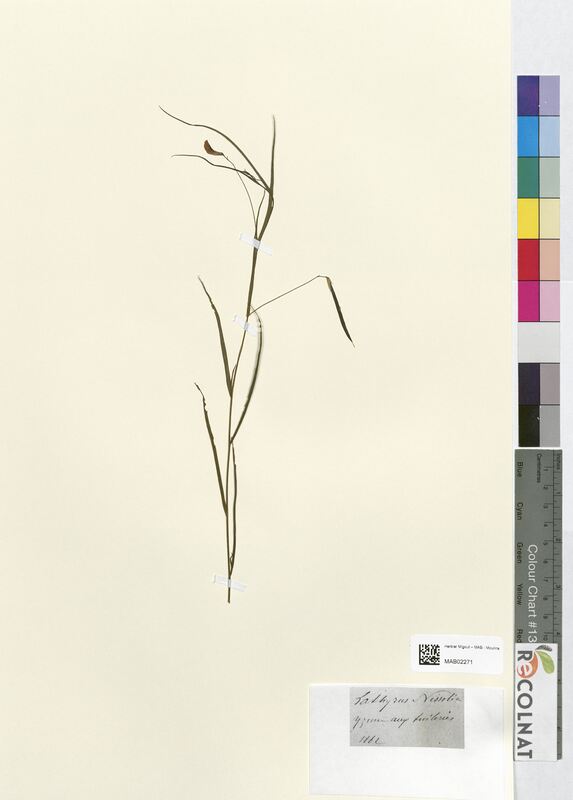 Lathyrus nissolia (Fabaceae)