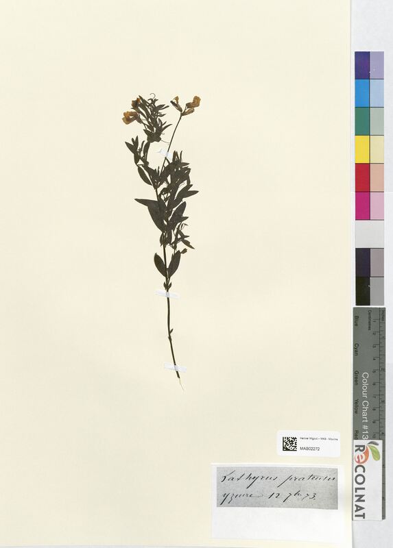 Lathyrus pratenses (Fabaceae)