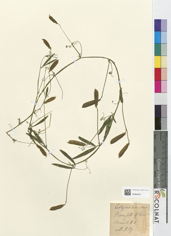 Lathyrus hirsutus (Fabaceae)