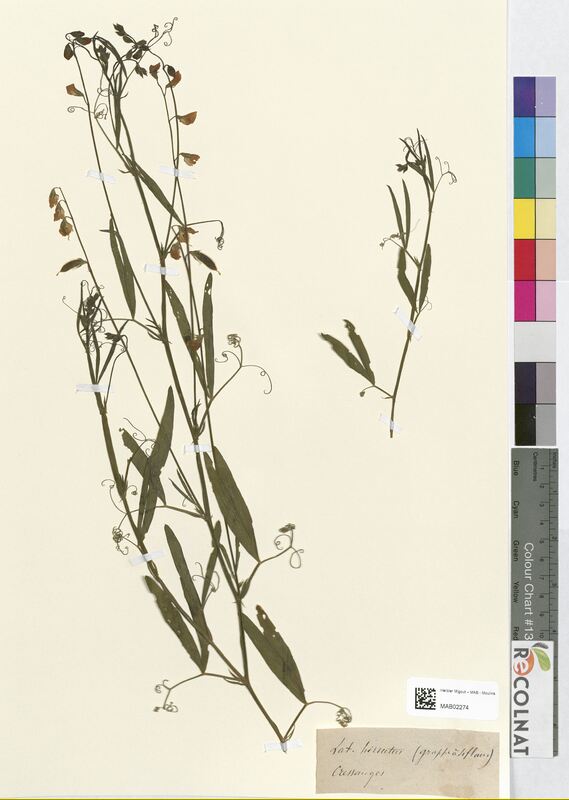 Lathyrus hirsutus (Fabaceae)