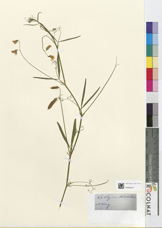 Lathyrus hirsutus (Fabaceae)