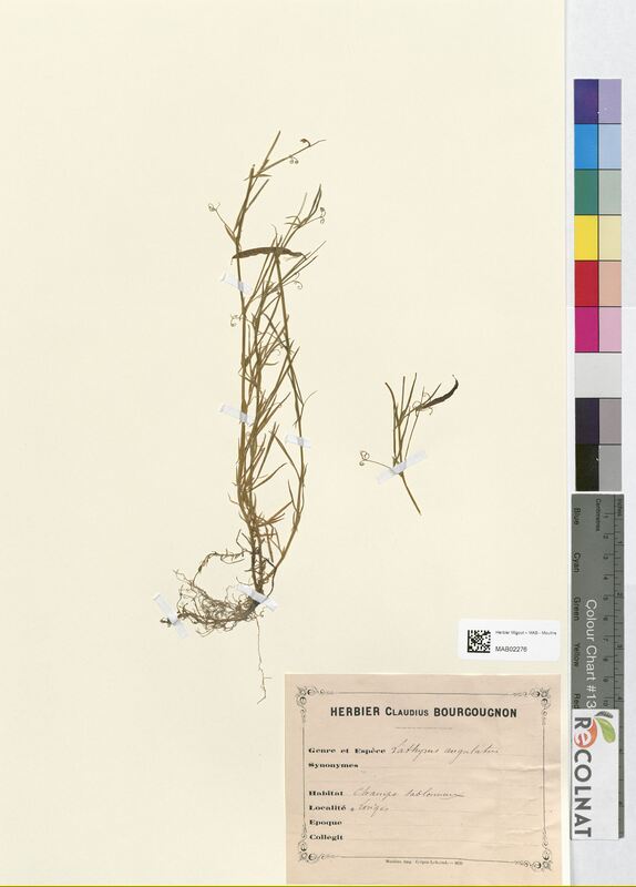 Lathyrus angulatus (Fabaceae)