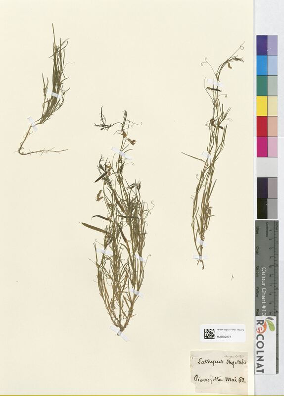 Lathyrus angulatus (Fabaceae)