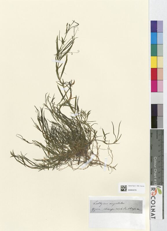 Lathyrus angulatus (Fabaceae)